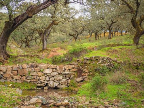 imagen 18 de Finca Dehesa