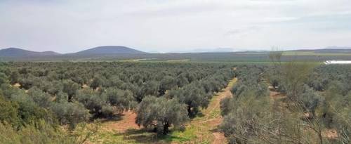 imagen 1 de Venta Finca Olivar "Casería Espejo"