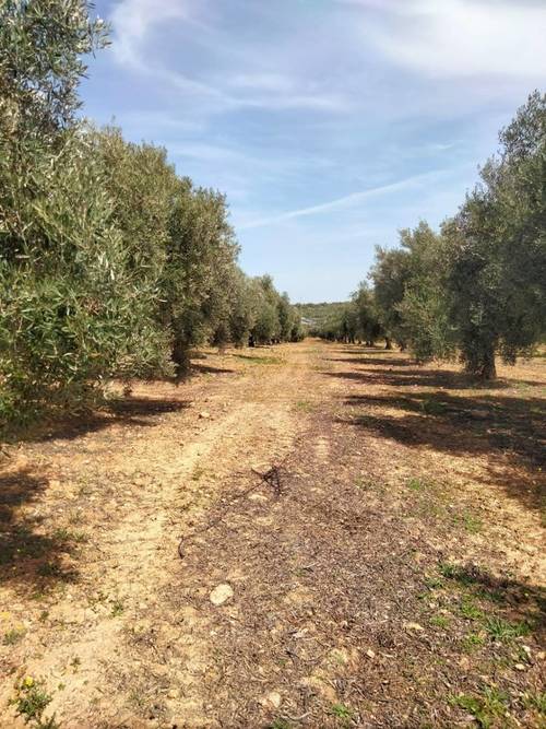 imagen 4 de Venta Finca Olivar "Casería Espejo"