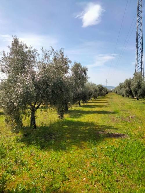 imagen 7 de Venta Finca Olivar "Casería Espejo"