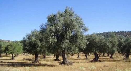 imagen 1 de Finca de Olivos