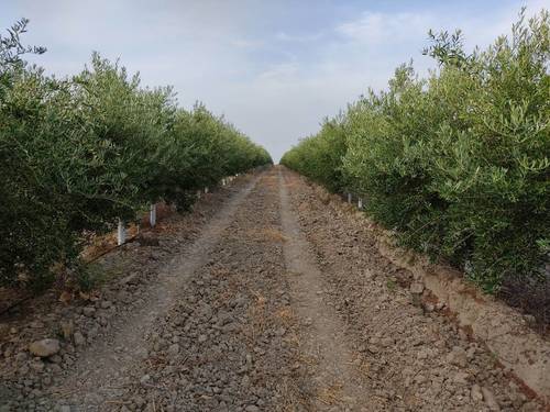 imagen 13 de Finca rústica olivar superintensivo en Utrera