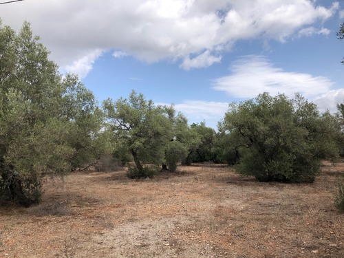 imagen 3 de Finca rústica en Tortosa ideal cultivo, recreo o inversión