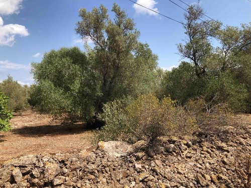 imagen 2 de Finca rústica en Tortosa ideal cultivo, recreo o inversión