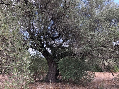 imagen 4 de Finca rústica en Tortosa ideal cultivo, recreo o inversión