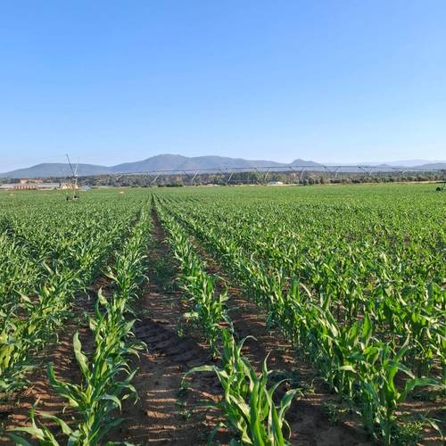 imagen 4 de Regadío y vacuno de leche