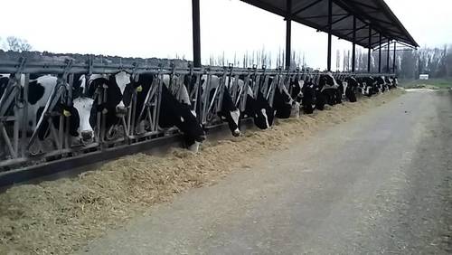 imagen 13 de Regadío y vacuno de leche