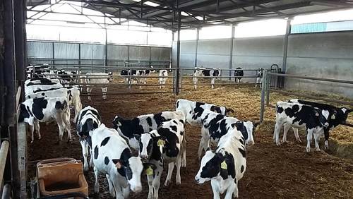 imagen 16 de Regadío y vacuno de leche