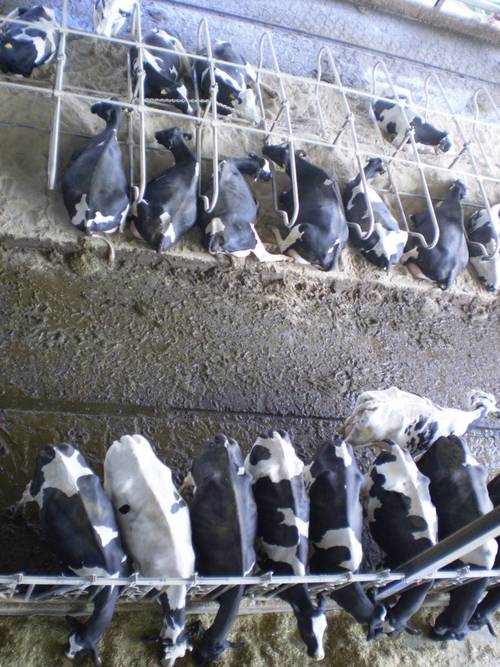 imagen 17 de Regadío y vacuno de leche