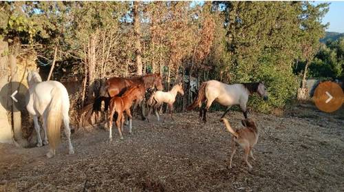 imagen 6 de Finca en San martín del tesorillo
